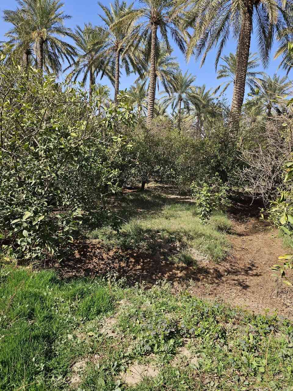 سلام عليكم برتغال ونخيل طابو صرف 3ونص دونم  يوجد ماطور ماء بير   محافظة اديالى ناحية المنصورية  و مع  بيت مشتمل الاستفسار علا الرقم ***********
