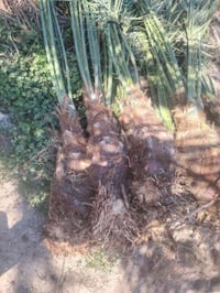 ديكور منزلي • بابل • قرب سيطره آثار