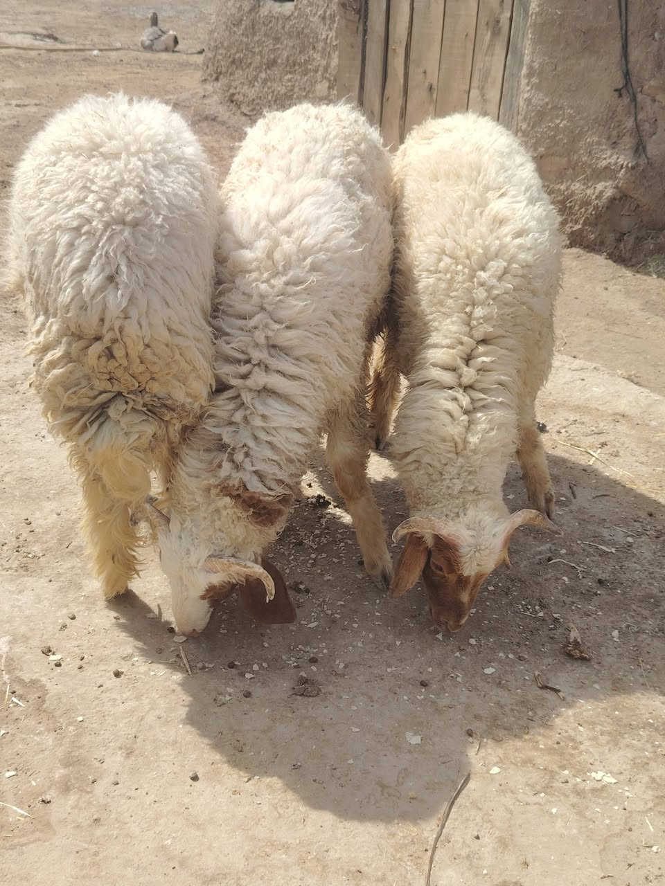 طليان عدد خمسه ذكوره
طليان خشنات وسمان خير من الله 
نضاف مال برر 
مكان ناصريه سيد دخيل 
سعر الواحد 310 
الشراي يتصل ***********
