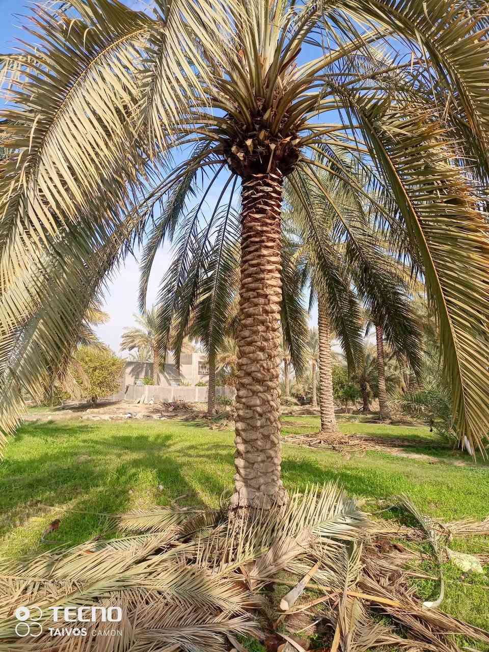 السلام عليكم..ألي عنده نخل يريد يكربه ينظفه يتصل على الرقم ..وبيه خير ويتدلل..***********..
