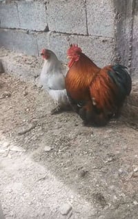 دجاج • خط اول • ٦ بيضات