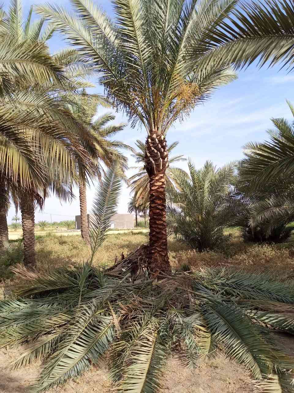 اسلام عليكم ورحمت الله مرخصت مدير الكروب المحترم الي يرقب بتشجير نخيل حدائق شوارع اني بل خدمه الستفسار ***********
