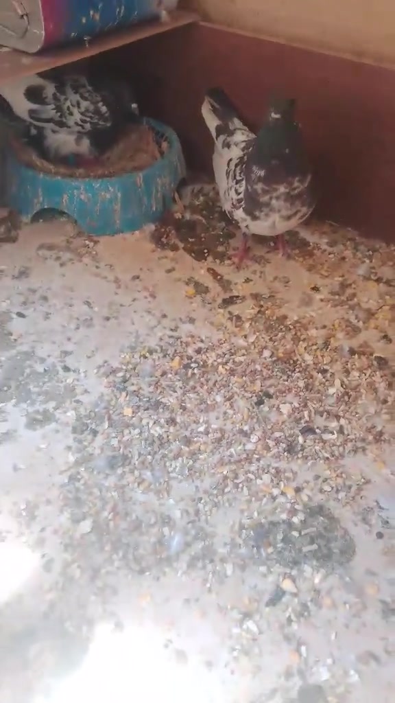 سلام عليكم متاح حمامات لبيع كلمن وسعره عنوان كركوك


**إذا كنت صاحب هذا الإعلان وتريد حذفه لأي سبب، رجاءا أرسل رسالة إلى الدعم الفني**