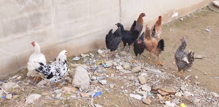 السلام عليكم للبيع دجاج نظيف خشن بياض ملقح عنوان موصل جانب الايمن قرب سوق المعاش ***********
***********
