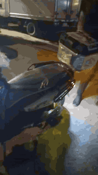 سلام عليكم شباب دراجة اباجي معروضه للبيع موديل2026مستخدمه عشرين يوم دراجه مكفوله وكلشي مابيها سرعتها 136اربع نمر وعلفحص دراجه جبليه وتمشيك مسافه كلش طويله  بطارياتها 6مسطره احسن بطاريت بسوك ودراجه تاخذها عل فحص الستفسارر
***********واتساب وشريحه شغالات ولدراجه رايدها بـ1100
