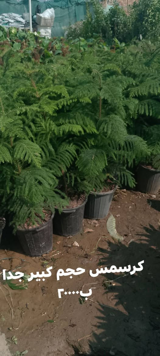 شتلات بأسعار مناسبة السعر داخل الصور 
يوجد توصيل لمناطق كركوك 
عروض التوصيل بمناسبة العيد
 الطلبية الي تزيد عن ٥٠الف التوصيل مجاني


**إذا كنت صاحب هذا الإعلان وتريد حذفه لأي سبب، رجاءا أرسل رسالة إلى الدعم الفني**