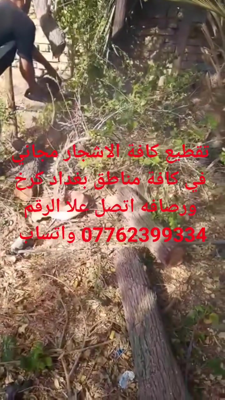 تقطيع كافة الاشجار مجاني في كافة مناطق بغداد كرخ ورصافه اتصل علا الرقم *********** واتساب
