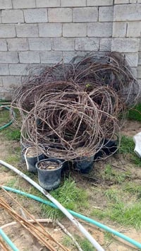 ورد جوري • زيتون الخستاوي • ثيل هندي