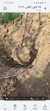 عنب حلواني • شجرة حمالة • الصويره طريق المطار