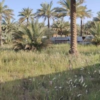 أرض للبيع • قطعة أرض • نصف دونم • طابو زراعي • سند 25 • تحويل مباشر • ...