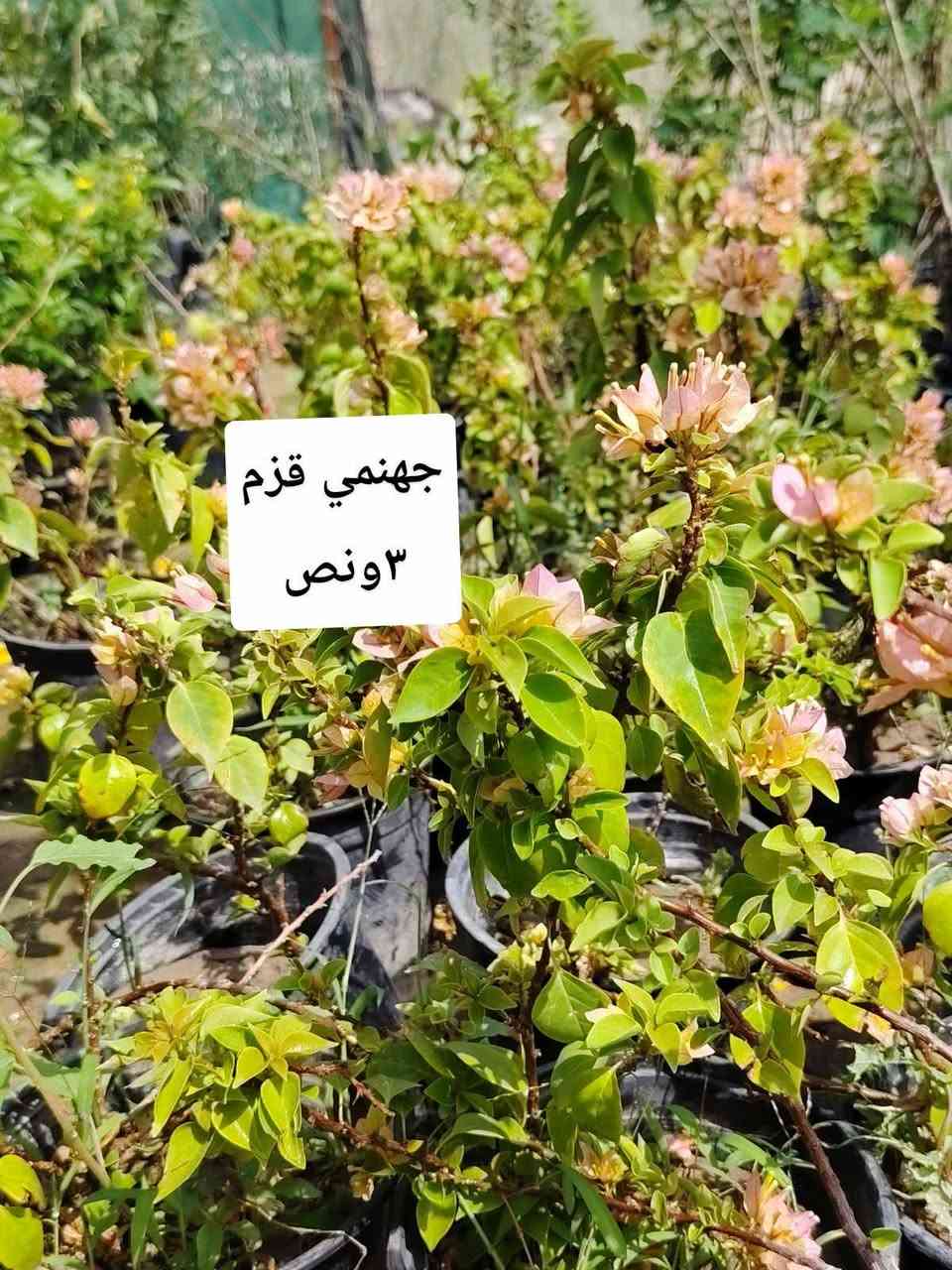 اللهم صلي على محمد وآل محمد
🛑 مشتل نعناعه الرفاعي الصوب الاول مجاور جسر المشاة بتجاه السايلو مقابل مدرسة الرقيم الاهليه يوجد خدمة توصيل ***********
