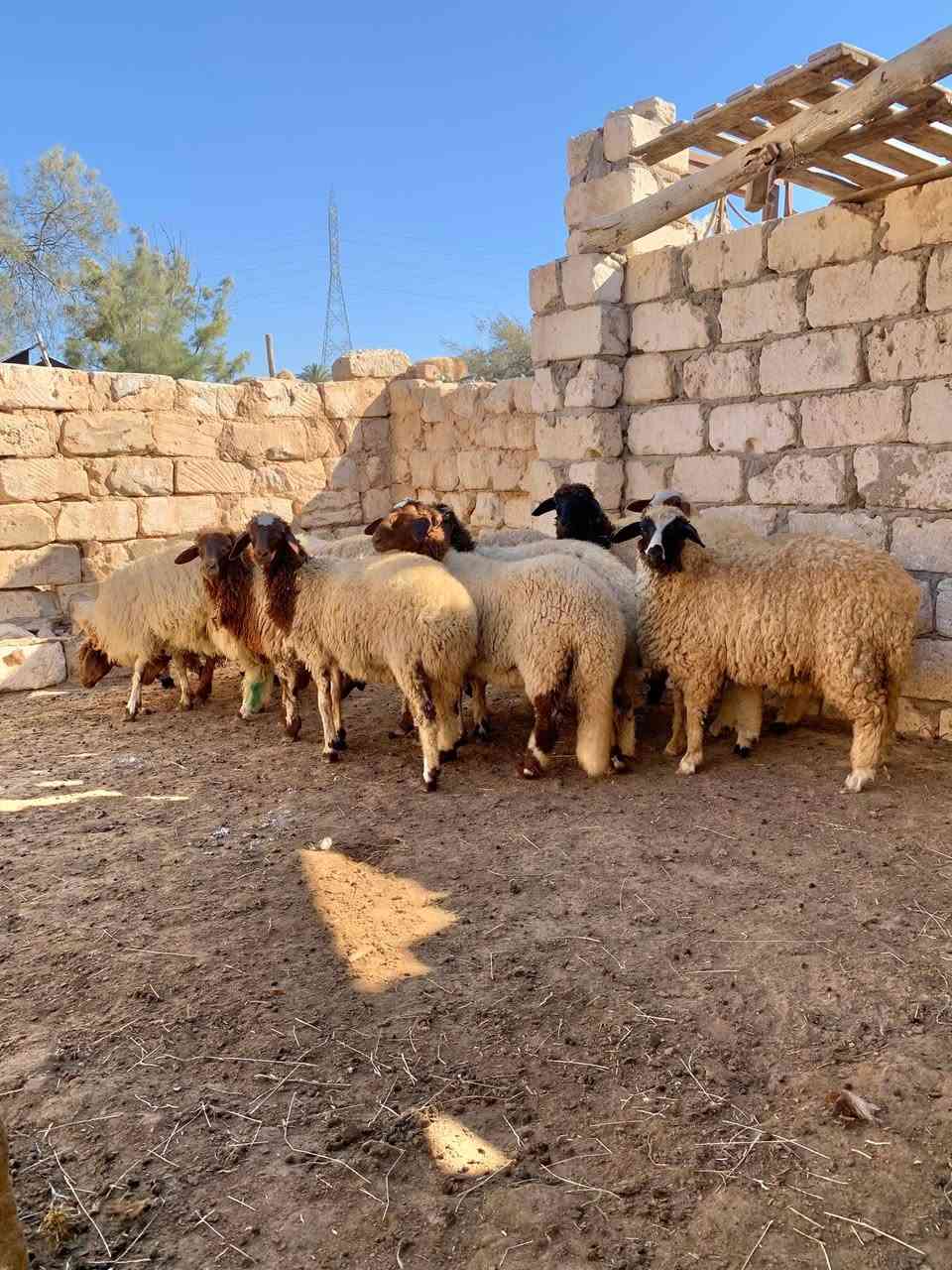 🔥 فرصة ما تتعوضش للمربين وأصحاب مشاريع التسمين 🔥

🐑 متاح 12 بدرية برقي حر
📅 العمر: 7 شهور
💪 صحة ممتازة وقوام قوي
🌿 جاهزين للتربية وإنتاج ممتاز بإذن الله
✅ سلالة برقي حر معروفة بقوتها وجودة إنتاجها

📍 العنوان:
الإسكندرية – العامرية – كينج مريوط

📞 للتواصل والاستفسار:
01108279388
عمر بشير

🚚 المعاينة على الطبيعة، والجادين يتواصلوا.
🌟 الحق العدد قبل ما يخلص… والرزق على الله.


**إذا كنت صاحب هذا الإعلان وتريد حذفه لأي سبب، رجاءا أرسل رسالة إلى الدعم الفني**