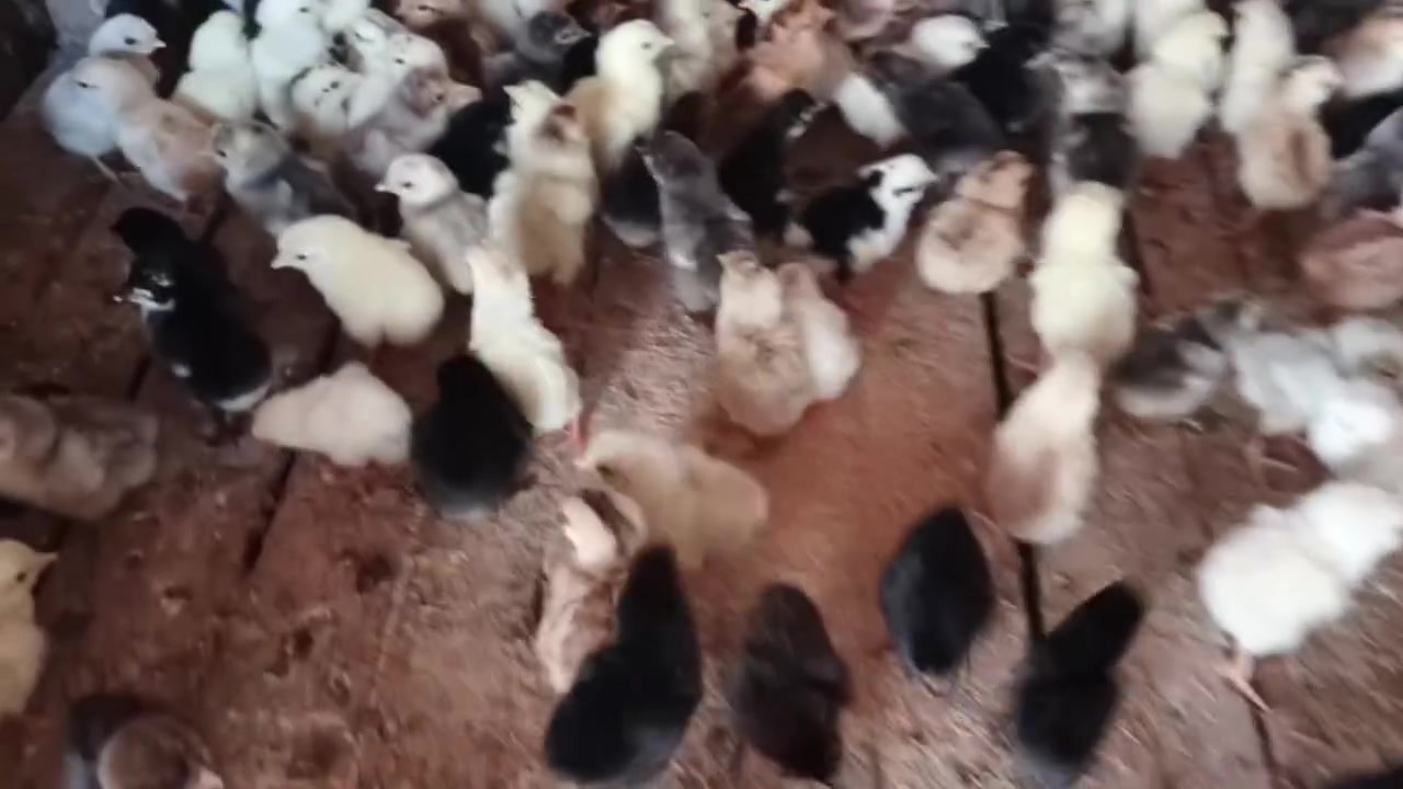 100 چوچکەی کوردی ڕەسەن بەشەرت
ساغو تەندروست     جوتی 2.500  قفڵ 

***********
کەلار ڕزگاری
