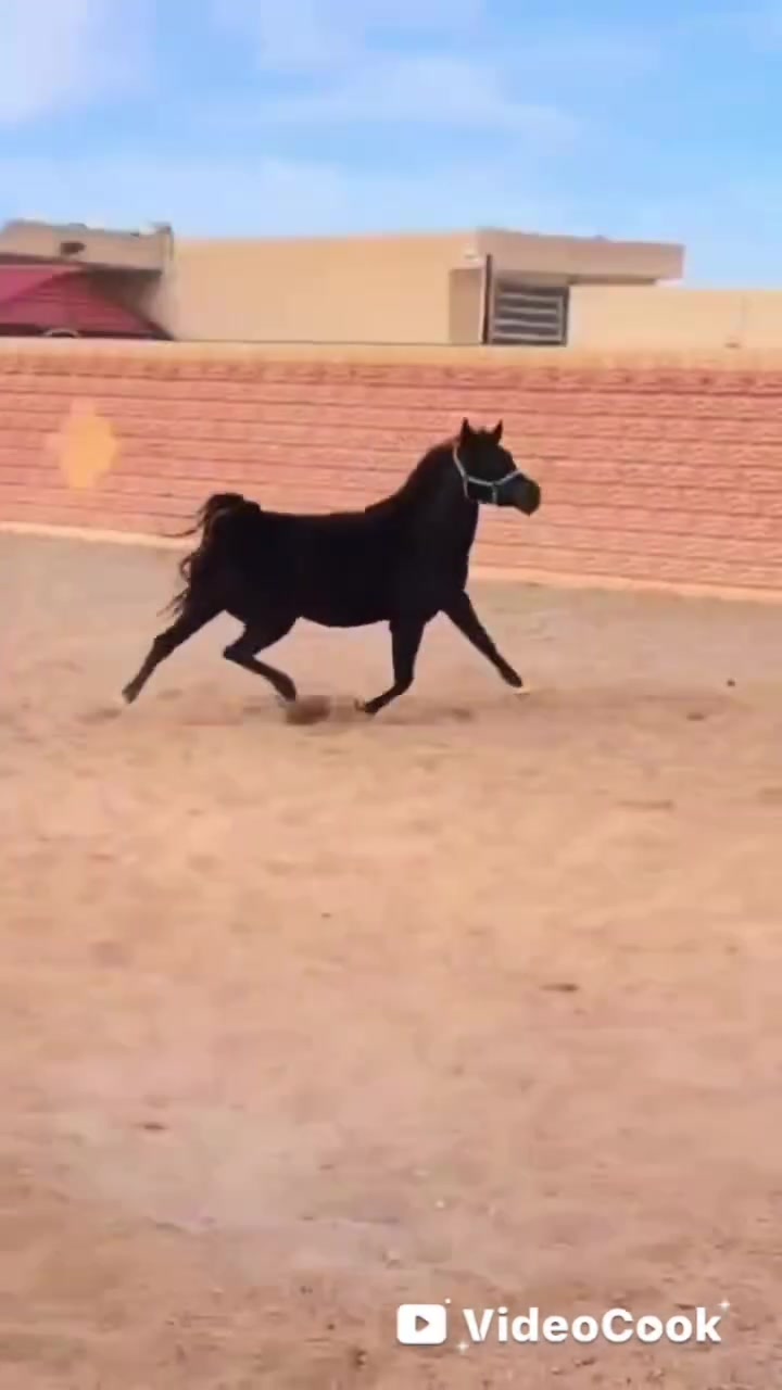 الهم صلي على محمد وآل محمد فرس ماله وصف هوازيه فناص كسر وشرط جمال والكشخه والخياله مال تشابيه ومال كشخه وستعراض وينه جناي زين ويدور درجه واله وفرس هوازيه كتاب وشريحه كامله المواصفات عمره 4سنوات رتفاعهه 155شرط الاستفسار خوكم ابو محمد توصيل لجميع المحافظات العراق حسب نتفاق  ***********واتساب 
***********واتساب          🧿اسم الفرس تسواهن 🧿
***********واتساب
