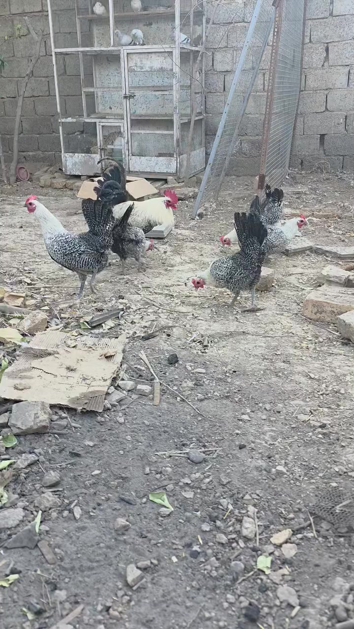 متوفر بيض فيومي نقي ميه %100 مصري خط اول حلال يتميز مقاموته بالامراض  عندي بيض نسبه شد ١٠٠ بالميه عدد قليل وحسب حجز


**إذا كنت صاحب هذا الإعلان وتريد حذفه لأي سبب، رجاءا أرسل رسالة إلى الدعم الفني**