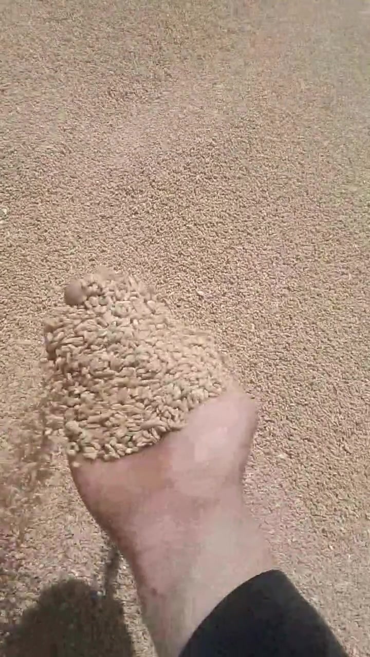 375للبيع حنطه ***********
