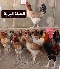 افراخ كويتي • ٤ أيام • حلال راقي