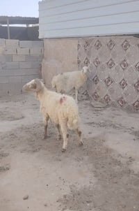 زوج للبيع ناصحات وخوش لحم بيها والسعر فووول ٤٥٠ الف  ،،، اتصل وبيكم خي...