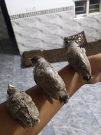 بلابل • طيور • للبيع