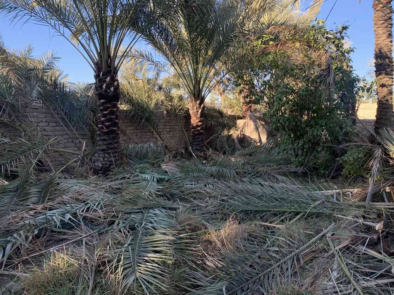 مجاناً مجاناً
متوفر كرب + طراف لمن يرغب يجي يأخذنهم مجاناً كميه خير من الله 
العنوان : النيل / قرية العمار / قرب الخط السريع للمعلومات ***********

