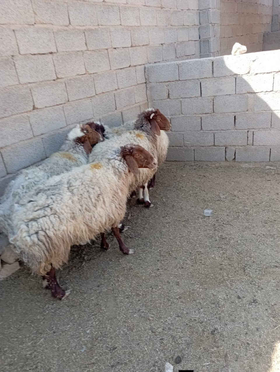 السلام عليكم ورحمة الله وبركاتة موجود انعاج  فتايه وسمان للبيع ليريد لحم الكيلو ب 12 جره وحده
مفرد الكيلو ب 13
مكاني الكرابله 
***********
