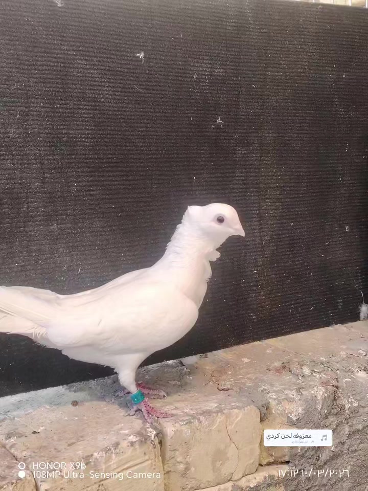 10 ازواج ارافل للبيع امشكل صلم ومكعكل ولعمار مختلفه اكبار وزغار الزوج 12 الف ناصريه مركز ***********
