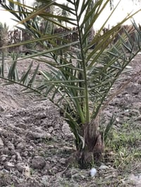 فسائل نخل • خضراوي • النجف الاشرف