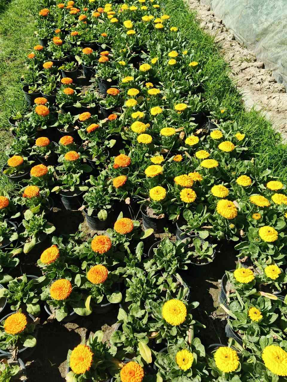 يتوفر نباتات جديده
كزانيا 
قرنفل 
استر 
يلدز
بتونيا
لهانه
عين البقر 

عنوانه كوفه شارع عبد العال خلف مديريه الماء مال كوفه يوجد توصيل ***********
