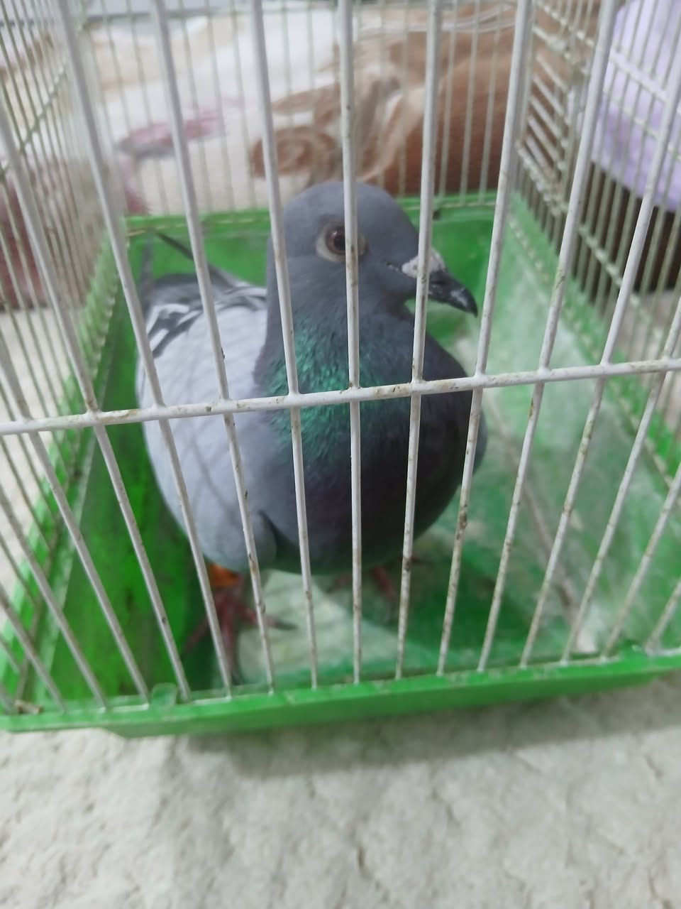 زاجليه للبيع تعال خاص بخدمتك ***********
