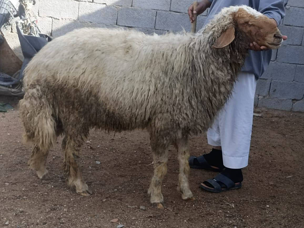 كل التفاصيل بالفيديو اسمع للأخير
فحل ورجين ثاني كصه شرط الكراع مكفول
سعره 700 و بيه مجال بصيط الشراي يتصل
بصره زبير *********** واتساب
توصيل موجود داخل البصره حسب الاتفاق
