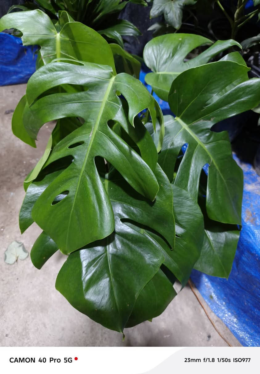 وجبة جديدة من الظليات
#وصول_نباتات_داخلية_متنوعة 🪴

  زورونآإ تـ♥̨̥̬̩جـ♥̨̥̬̩دون مـ♥̨̥̬̩آإيسرگ♥̨̥̬̩مـ♥̨̥̬̩

#مشہتہلہ_الہناعہوريہ_لہنباتہاتہ_الہزيہنة👩🏻‍🌾
🏠﮼العنوان :-
#صلاح_الدين/#قضاء_الدور/#قرب_البانزينخانه

#للحجزوالتوصيل 🚘
يرجى الاتصال برقم الاستاذ سعيد☎️
‭+٩٦٤ ٧٧٠ ٢٠٥ ٥٩٦٤‬


**إذا كنت صاحب هذا الإعلان وتريد حذفه لأي سبب، رجاءا أرسل رسالة إلى الدعم الفني**