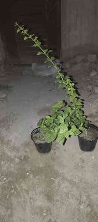 أنواع الورد و الاشجار الاتصال ٠٧٧٣٦٨٦٧٠٨٥