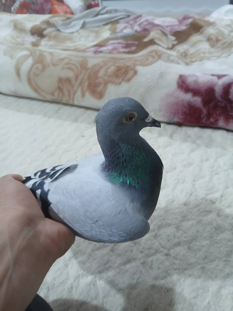 زاجليه للبيع تعال خاص بخدمتك ***********
