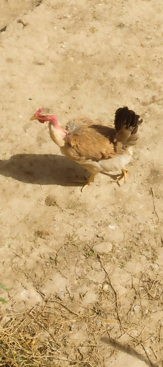 يا الله اللهم صلي على محمد
متاح عليبيات 5 او ديج بياضات صحة خير من الله 
الزوج ب35 قفل شلع ما افرد لاتراسلني وحدة ثنين 
 الي ايريدهن عنواني ديالى المقدادية جسر مهروت


**إذا كنت صاحب هذا الإعلان وتريد حذفه لأي سبب، رجاءا أرسل رسالة إلى الدعم الفني**