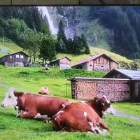 بلازما ٥٠ • جيبسون • خطين بالنص