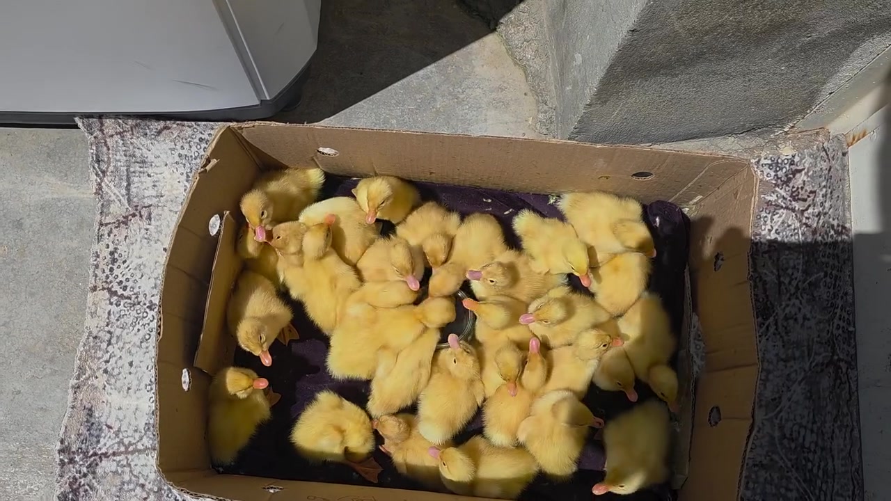60بۆ65مراوای هۆڵندی ئەسڵی هەیە تەمەن 3ڕۆژە میەوەزن تاچوار کیلۆ ئەروات نیرەیش تاکوو 5کیلۆ سعری خوار بازاڕە لەکەلارە ***********
