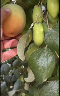 نبك • تطعيم • ٤ انواع