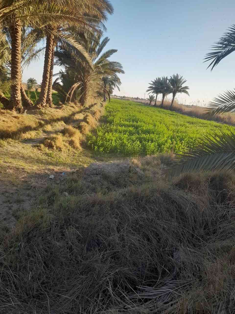 السلام عليكم ارض زراعيه للبيع المساحه ٢٢دونم سند ٢٥تحويل أسهم ماء  تسقي سيح كهرباء قريبه عليها العنوان طويريج الخيرات للإستفسار ع الرقم ***********
