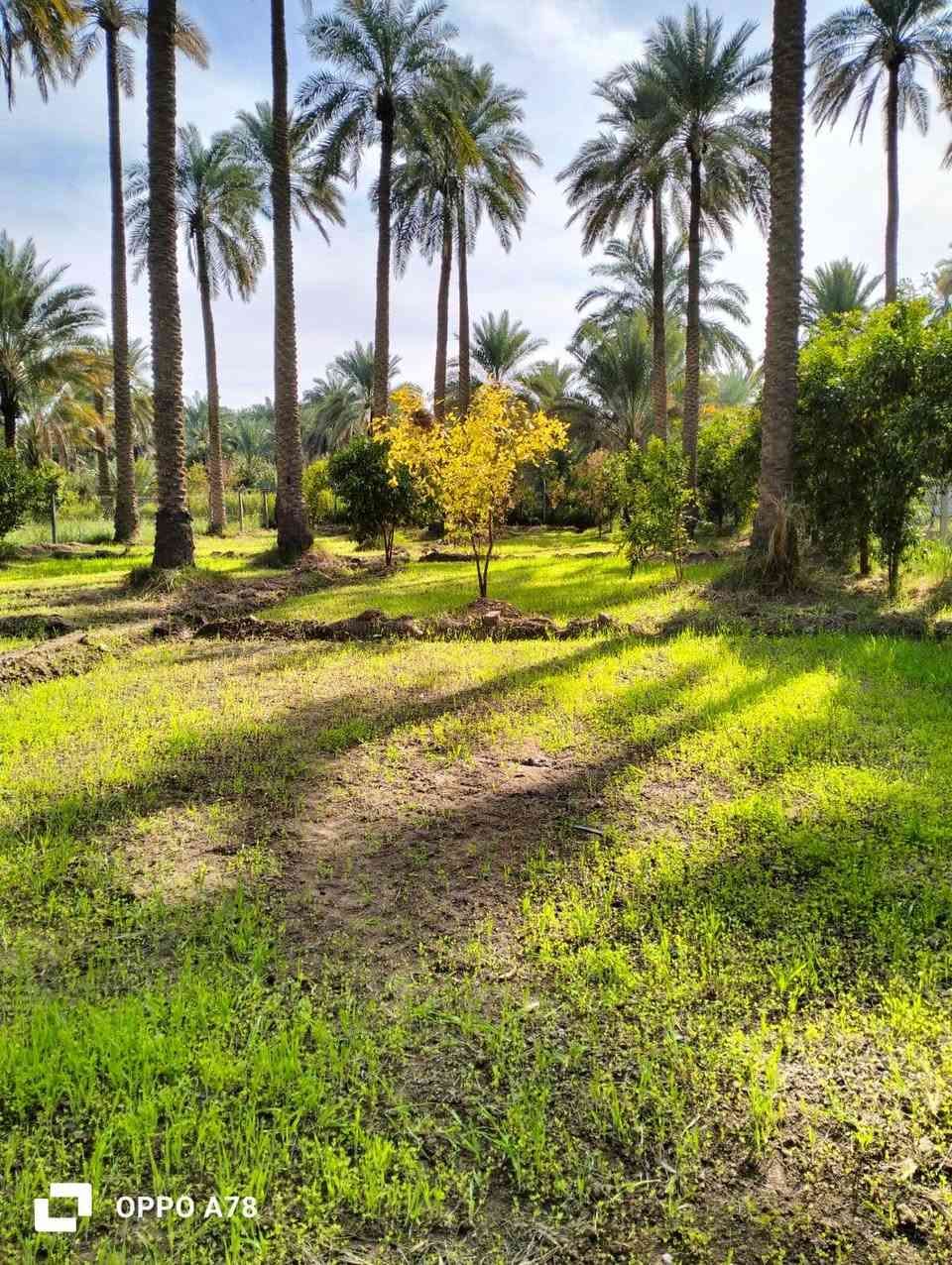 السلام عليكم
بسبب الوعود الوعود الكاذبة
تم اعادة النشر ..
نص دونم للبيع طابو سند (25) مسيج بالكامل ومعزول PRC ويتحول باسم المشتري بالطابو شرط

مساحة بالسند (1306) متر 
مرتبة (الواجهة 25 ونزال 50)

بيه تقريبا 22 نخلة وحمضيات واشجار

الموقع:
 الصويرة يبعد عن جسر الصويرة تقريبا 2 كيلو بالنزله مال جحيشات مال شيطرة بضهر الكهوة قريب على مضيف الشيخ عدنان وقريبه علي الكهرباء والمي مشترك مع باقي المزارع وبي حاليا فلاح لازم البستان كله ومداري والصور توضح كلشي

سعر البستان (((70))) مليون وبي مجال 

اي اسالة او استفسار على الرقم ***********
او 
***********
