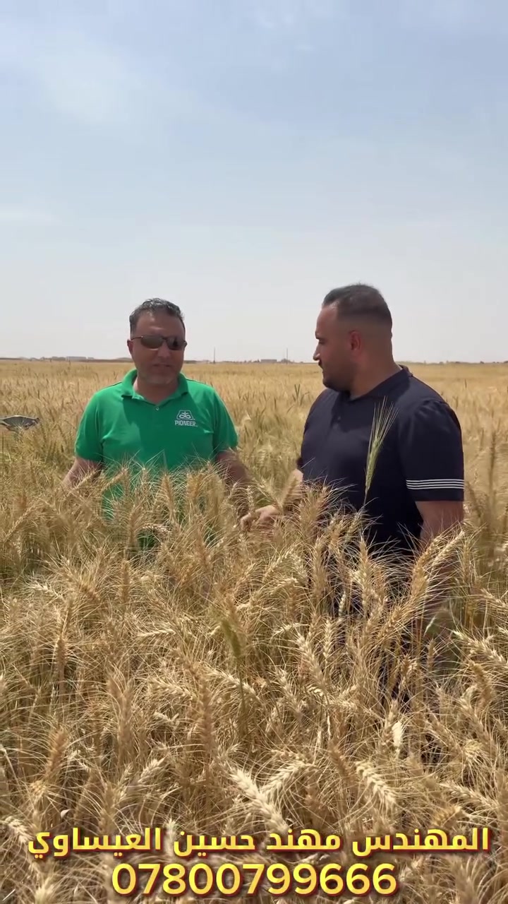 🌾 صنف الحنطة الفياض — تجربة ميدانية ناجحة
📍 موقع الزراعة: صلاح الدين — تكريت
📅 تاريخ الزراعة: 25 / 12 / 2025
🎥 تاريخ التصوير: 12 / 5 / 2026

🔬 نبذة عن الصنف:
الفياض صنف حنطة عراقي مسجل، مستنبط من قِبل الدكتور جاسم محمد عزيز الجبوري. يتميز بكونه صنفاً مبكر النضج، مما يتيح زراعته في تواريخ متأخرة نسبياً دون التأثير على إنتاجيته.

📊 المواصفات الزراعية:
🌱 كمية البذار: 35 كغم / دونم عراقي
📦 الإنتاجية (الموسم الماضي): 1900 كغم — 2 طن / دونم
💪 مقاوم للاضطجاع
🌡️ متكيف مع الظروف البيئية القاسية

👨‍🔬 الإشراف العلمي:
الدكتور بدوان الشيحاوي

📞 للاستفسار والطلب:
مكتب المهندس مهند حسين العيساوي
بغداد — التاجي، مقابل معسكر التاجي
📱 ***********

الأسعار تنافسية إن شاء الله 🤝
#حنطة_الفياض
#صنف_الفياض
#الفياض_للحنطة
#حنطة_عراقية
#أصناف_الحنطة_العراقية
#حنطة_مبكرة_النضج
#زراعة_العراق
#زراعة_صلاح_الدين
#زراعة_تكريت
#المهندس_الزراعي_العراقي
#الزراعة_العراقية
#إنتاجية_عالية
#مقاوم_للاضطجاع
#بذور_معتمدة
#أصناف_مسجلة
#مكتب_المهندس_مهند_العيساوي
#مستلزمات_زراعية_بغداد
#التاجي_بغداد
#بذور_الحنطة_العراق
