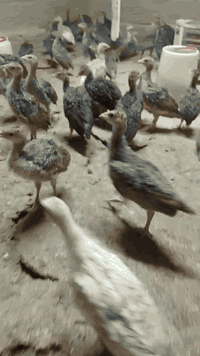 افراخ فسيفس • ابرونزي امريكي • النمرود