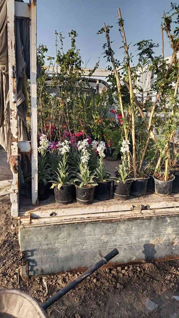 السلام عليكم متوفر ثيل كميات كبيرة والسعار مناسبه وجميع انواع الشتلات بسعر جمله العنوان الحمزه الشرقي بشبلاويات يم معمل السكر عمود 272 متواجدين من ل7صباحا له 5ونص عصرا


**إذا كنت صاحب هذا الإعلان وتريد حذفه لأي سبب، رجاءا أرسل رسالة إلى الدعم الفني**