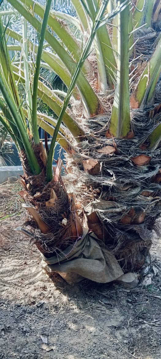 سلام عليكم  خوان يتوفر برحي حر تريد برحيه كامله تريد بس افراخ تريد بسندانه اي شي تريد موجود سعر لواحد ب ١٩٠ قفل ولقلع مجاني بحضور شخص تجي وتختار بل يعجبك وحنه حاضرسن انته تلكط بيدك والي ياخذ كميه سعر شوي اقل *********** بي وتساب
