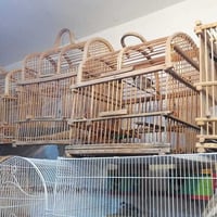 اقفاص بلابل • كلمن • ناصرية بالمدينه