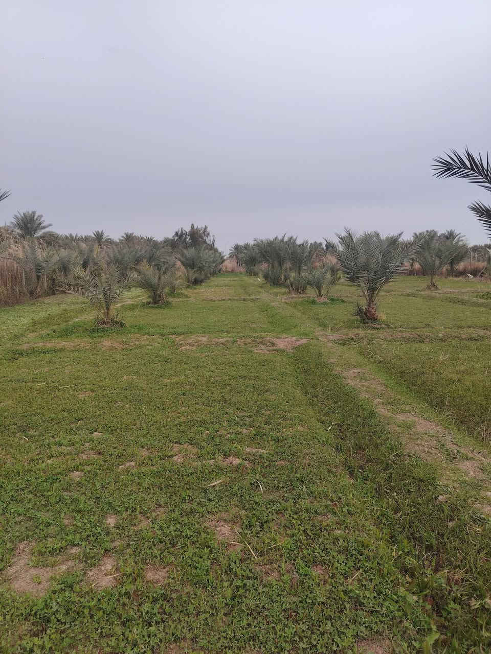 سلام عليكم عندي أرض زراعيه عقد على ١١٧ مسحته ٢ دونم ونص مسيجه بيئرسي بلكامل مزروعه أنواع نخيل أحسن نواع من البرحي والمجهول وبريم ونواع أخره مع بيت يحتوي على ٢ غرفه والملحقات ومع مشتمل يحتوي على غرفه مسحت البيت مع مشتمل ٢٨٠ متر وتجي تشوف بعينك أحسن سعر بي مجال رقمي *********** أخوكم حسين
