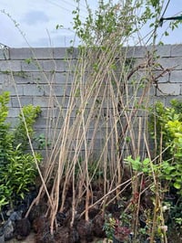 مشتل الزهور • تفاح • عنب