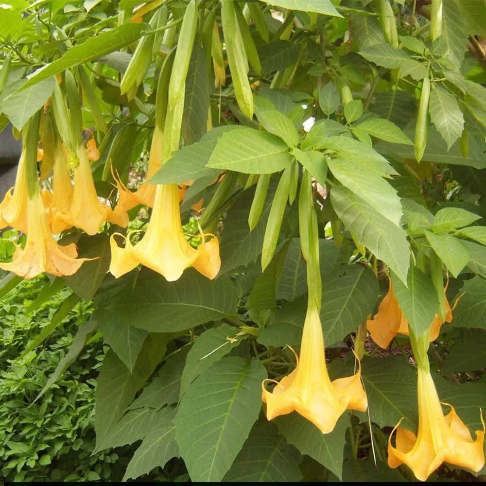 السلام عليكم متابعينا 🤍.
نعلن عن توفر شتلات اشجار بوق الملائكة او شجيرة الكولونيا🌼🌼🌳

 أرتفاع متر تقريباً ✨
 السعر ١٣ الف 🔥

🍂الوصف النباتي بالاسفل 🍂

بوق الملائكه:Angel,s Trumpet
يضم جنس البروجمانسيا ٧ أنواع ما بين أشجار و شجيرات ،تتسم بجمال و روعة ازهارها التي تتخذ شكلا قمعيا يشبه البوق ليس هذا فحسب فأريجها الفواح يزيد جمالا وخاصة في فترة المساء مما أكسبها اسم أبواق الملائكه
تمتلك تلك الازهار البهيه طيف من ألا لوان الزاهيه من الابيض .الوردي.الاحمر.الاصفر .البرتقالي ويصل طوال الزهرة
من 10- 35سم  قد تكون مفرده ..أو مزدوجه..
غالبنا ما تزرع كنبات زينة نظرة لجمالها ورائحتها العطره
وفي الطب الحديث أثبتت  الابحاث أحتوئها على مجموعه من القلويدات واستخدماته في العديد من الثقافات الامركيه كنبات طبي
الزراعة 
يزرع بسهوله في تربه رطبه جيدة الصرف خصبه في أماكن مشمسه الى نصف ظليه ...حساسه للصقيع ..
تزهر ببداية الربيع  وحتي الخريف 🍂🍂
📍 العنوان: بابل/محاويل.
📍 متوفر توصيل لجميع محافظات العراق 🚗🚗 
📍 للحجز والاستفسار يرجى مراسله الصفحه او مراسلتنا على واتساب من خلال الرقم:
***********
