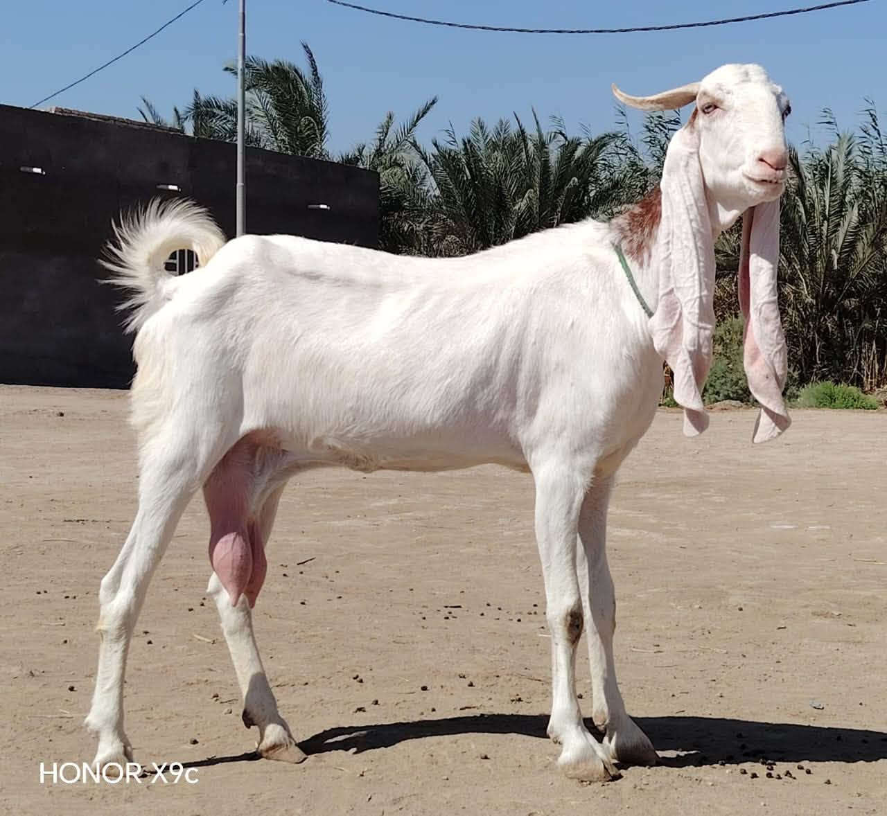 #علق تم يصلك السعر 
بكريات خط اول 
***********اسيا***********بسم
