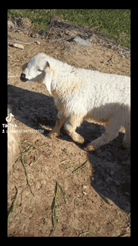 افلح من صلى على محمد وال محمد متح حلال للبيع درجه اولى مال جني حلال ال...