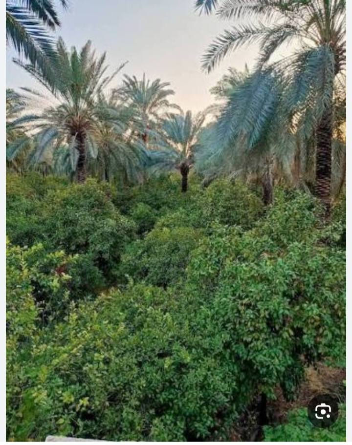 ١٣ دونم طابو زراعي ملك صرف يحتوي على ٦٠٠ نخلة انواع التمور برحي خستاوي وزهدي واردها السنوي من التمور  اكثر من ٢٥ مليون وارد سنوي اضافة الى زراعة الجت والبريسم واردها شهريا ٢مليون دنيار ايجار لاصحاب المواشي الواجه ٦٠٠ متر النزال ٨٠ متر شاطية شارع حولي عليها تبليط الخدمات كاملة كهرباء مي كذلك سقي من شط دجلة السعر  الدونم ٣٠٠ مليون المكان مركز مدينة الصويرة تصلح مزرعة او حقل دواجن او تربية المواشي كذلك تقتطع اراضي للبيع او مزارع رقم وتساب لمعرفة التفاصيل ***********
